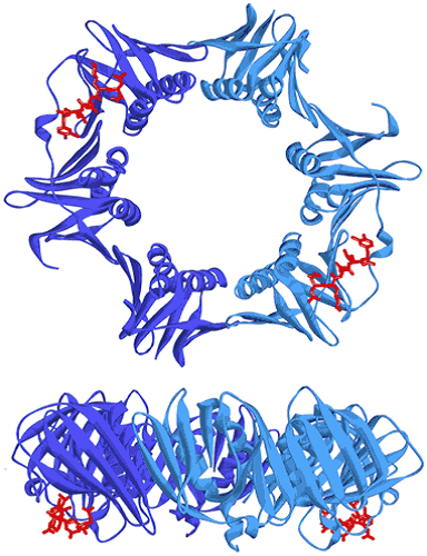 Two views showing the crystal structure of the replicative sliding clamp