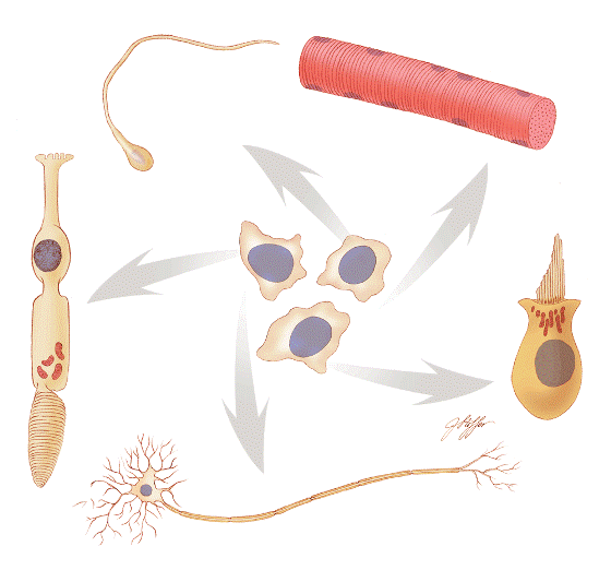 Stem cells (center ones) can develop into any cell type. They are valuable as research tools and might, in the future, be used to treat a wide range of diseases. Credit: Judith Stoffer Stem cells (center ones) can develop into any cell type. They are valuable as research tools and might, in the future, be used to treat a wide range of diseases. Credit: Judith Stoffer