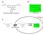 Using the LUNA-FL Dual Fluorescence Cell Counter for Rapid Cell Counting and Viability Measurement of Yeast Cells