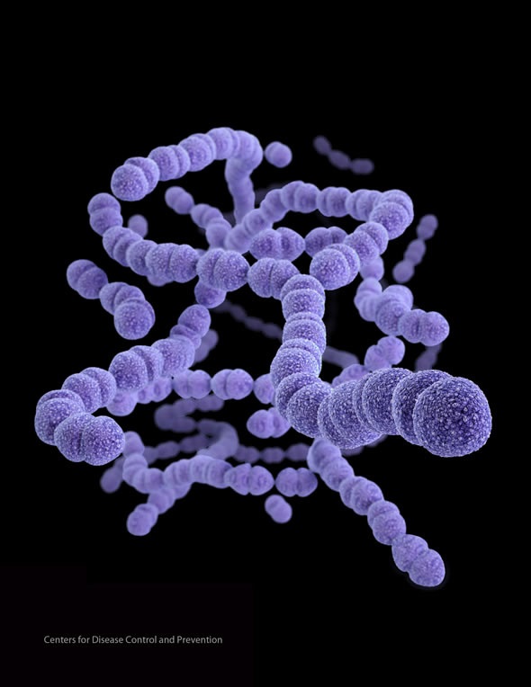 Streptococcus pneumoniae