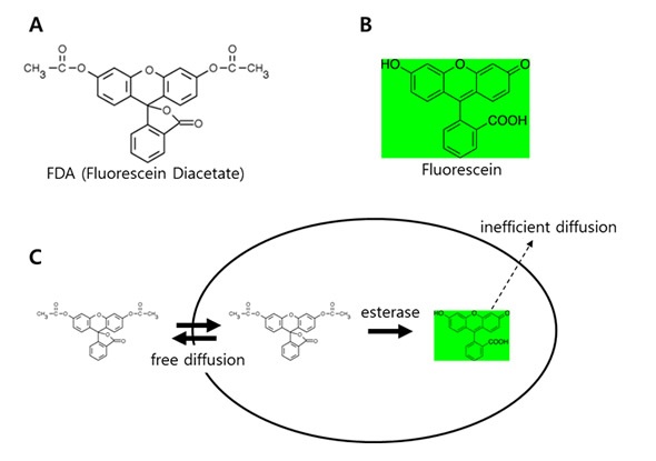 The working principle of yeast counting using FDA.