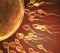 Harmful DNA changes in the sperm found to rise sharply with age