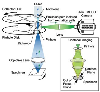 Dual disk arrangement of the Yokogawa CSU-X