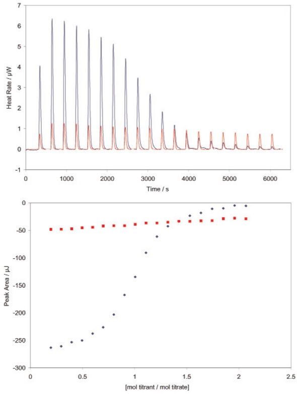 Determining the binding constant of a very weakly binding ligand using a TA Instruments calorimeter. RNase A binds both 2’-CMP and 5’-CMP in the same binding pocket, but shifting the hydroxyl group from the 2’ to the 5’ position significantly decreases the binding affinity of the ligand. Red: incremental titration of 5’-CMP into RNase (950 μL 70μM RNase in the sample cell; 100μL 1.3mM 5’-CMP in the syringe titrated into the RNase solution in 20, 5μL increments). All solutions were prepared in 0.15mM acetate buffer, pH 5.5, and experiments were conducted at 25°C. Very low heat rates are obtained (top panel); integration of the heats over the time course of the experiment yields a line with little curvature (lower panel). Binding models fit to this data can only provide a rough estimate of the binding constant. Blue: Incremental titration of 2’-CMP into RNase prebound with 5’-CMP (950μL 70μM RNase prebound with 0.32μM 5’-CMP; 100μL 1.3mM 2’-CMP in the syringe titrated into the RNase solution in 20, 5μL increments. Solutions were prepared in the same buffer as above, experiment conducted at 25°C. The displacement titration yields significant heats of binding (top panel), providing a graph of integrated heats (bottom panel) that can be fit to the correct model (independent binding, stoichiometry of 1) using the NanoAnalyze software provided with the ITC. Knowing the binding constant for 2’- CMP (Figure 1) allows the binding constant of 5’-CMP (3100M-1) and the enthalpy of binding (-47kJ/mol) to be accurately calculated, without having to resort to high concentrations of RNase. Both values are in agreement with previous measurements (Velazquez Campoy and Freire, 2005). Note that the displacement experiment yields heat rates and integrated heats approximately half that obtained by the titration of 2’-CMP alone into RNase (Figure 2). Conclusion