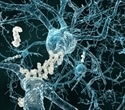 Restoring brain energy balance reverses Alzheimer’s disease in mouse models