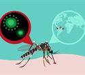 Study reveals distinct infection strategies of Zika and dengue viruses