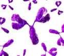 New antibody shows ability to overcome treatment resistance in blood cancers and solid tumors