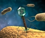 Structure of bacteriophage shown to resemble a human virus