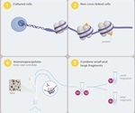 Advantages and Disadvantages of Native and Cross-Linked Chromatin Immunoprecipitation