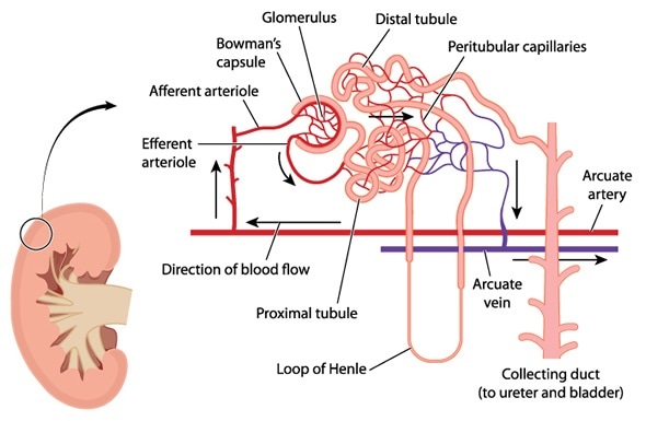 Cross section through the kidney with detail of the kidney tubule (nephron) and related blood supply. Image Copyright: Blamb / Shutterstock