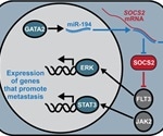 Study shows how microRNA molecule promotes prostate cancer metastasis