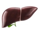 Scientists unravel how citrin deficiency can trigger fat buildup in the liver even in lean individuals