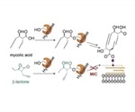 Novel compound inhibits mycomembrane biosynthesis and kills tuberculosis bacteria