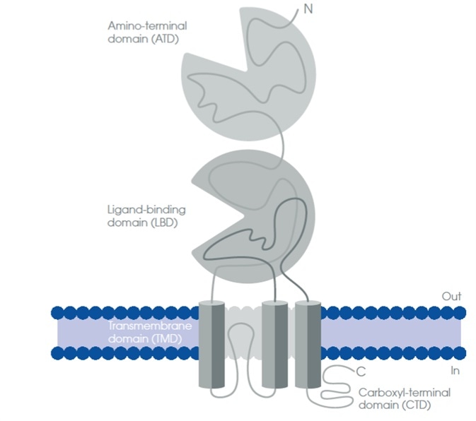 Schematic structure of the ionotropic glutamate receptors.