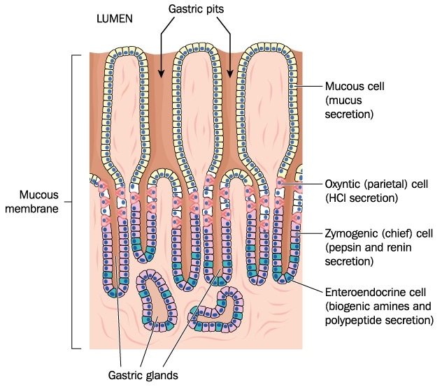 Gastric pits and glands, plus secretory cells of the stomach lining. Image Credit: By Blamb / Shutterstock