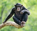 Chimpanzee blastoids offer clues to early embryogenesis