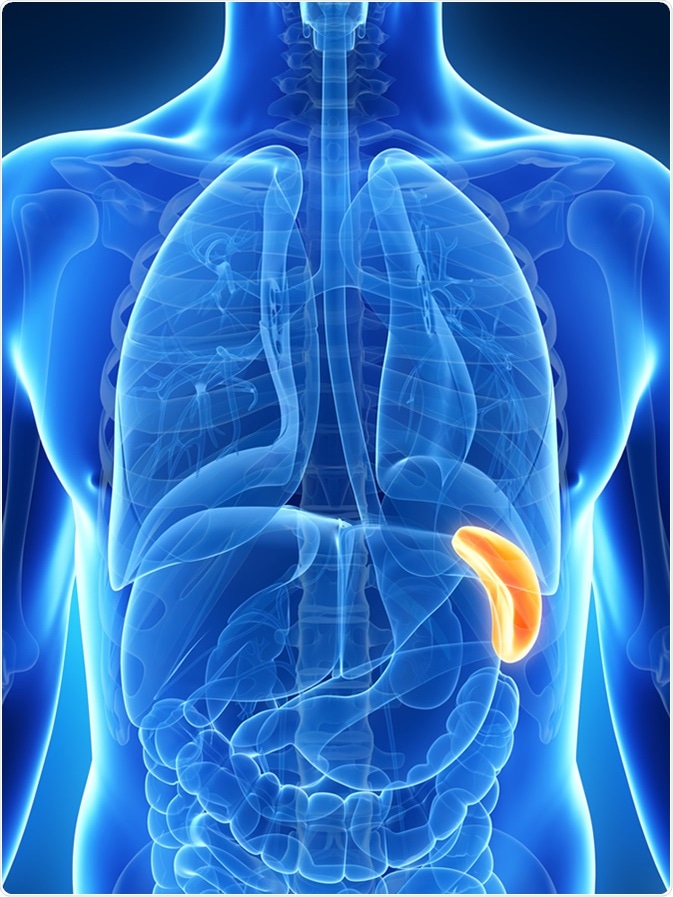 3d rendered illustration of the male spleen - Image Credit: Sebastian Kaulitzki / Shutterstock