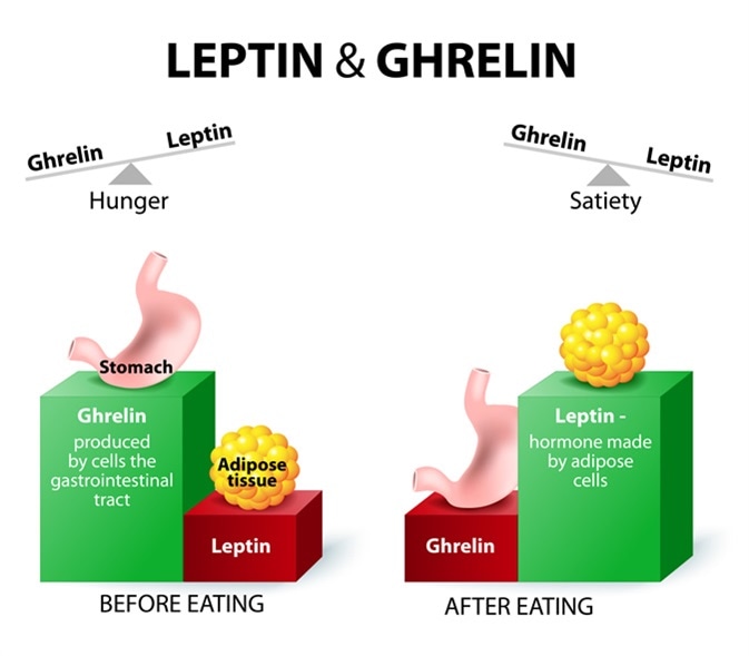 Leptin the satiety hormone. Ghrelin the hunger hormone. When ghrelin levels are high feel hungry. After eat, ghrelin levels fall and we feel satisfied. Image Credit: Designua / Shutterstock