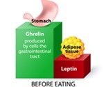 Ghrelin and Leptin