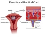 Placental Microbiome