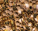 New family of peptides in wasp's venom may help develop better Parkinson's treatments