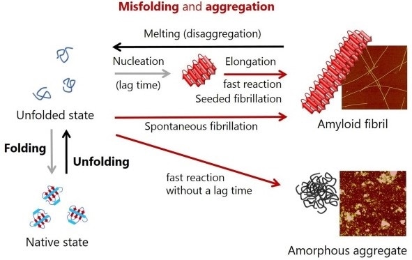 Schematic representation of conformational conversions by protein folding and protein misfolding-induced aggregation. Atomic force microscopy images of amyloid fibrils and amorphous aggregates are shown on the right.