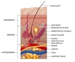 Hair Follicle Tumors