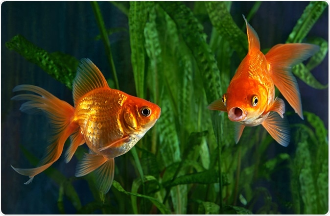 Image Credit: Mirek Kijewski / Shutterstock