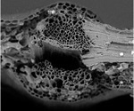 Analyzing Morphology of Plant Fibers using Scanning Electron Microscopy