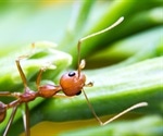 Component of fire ant venom shows promise as a psoriasis treatment