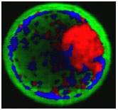 hyperspectral fluorescence image hyperspectral fluorescence image