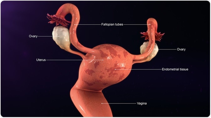 Endometrial Tissue 3d illustration. Image Credit: Sciencepics  / Shutterstock