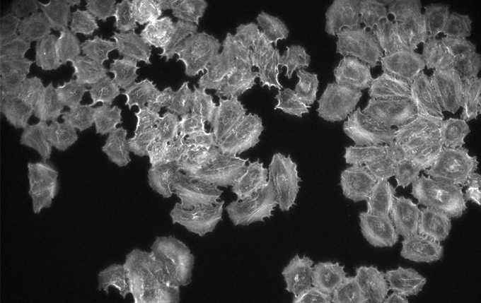 With Fly-Eye Lens System