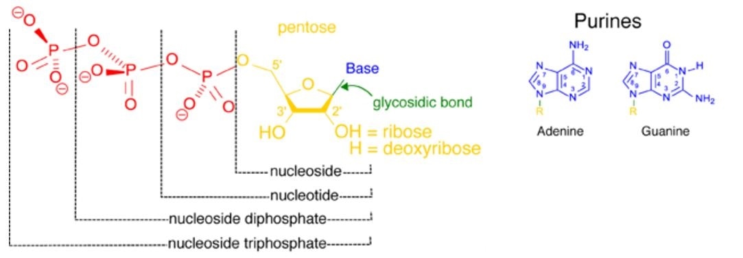 The structure of nucleotides depicting how the base and pentose sugar (nucleoside, in yellow blue and green) may be attached to either one, two or three phosphate groups. The structure of nucleotides depicting how the base and pentose sugar (nucleoside, in yellow blue and green) may be attached to either one, two or three phosphate groups.