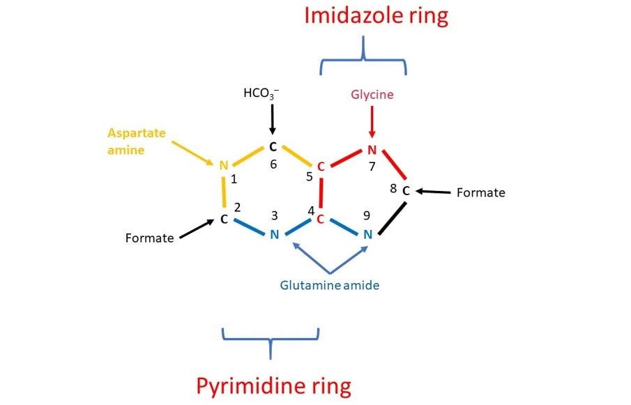 The results of John Buchanan’s studies demonstrated that N1 of purines arises from the amino group of aspartate. The results of John Buchanan’s studies demonstrated that N1 of purines arises from the amino group of aspartate.