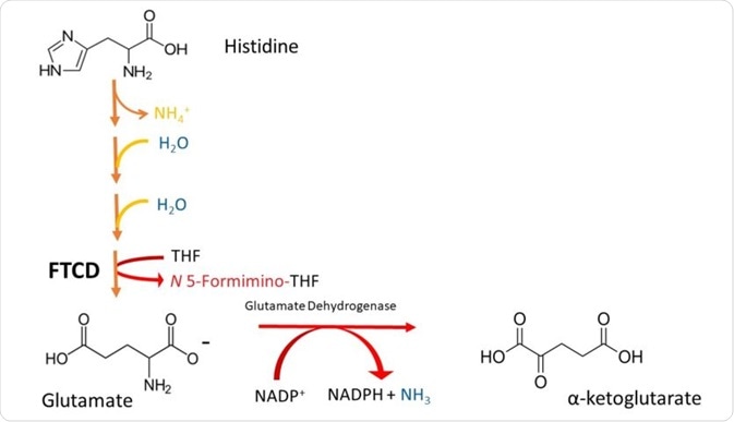 Figure 2 A simplified scheme depicting the degradation of Histidine to -ketoglutarate. Note that histidine is deaminated (loss of NH¬4), then it is hydrated (addition of H¬¬2O in 2 successive steps), and its imidazole ring is cleaved to form formiminoglutamate. The formimino group is then transferred to THF, to produce glutamate and N5-formiminotetrahydrofolate by FTCD.