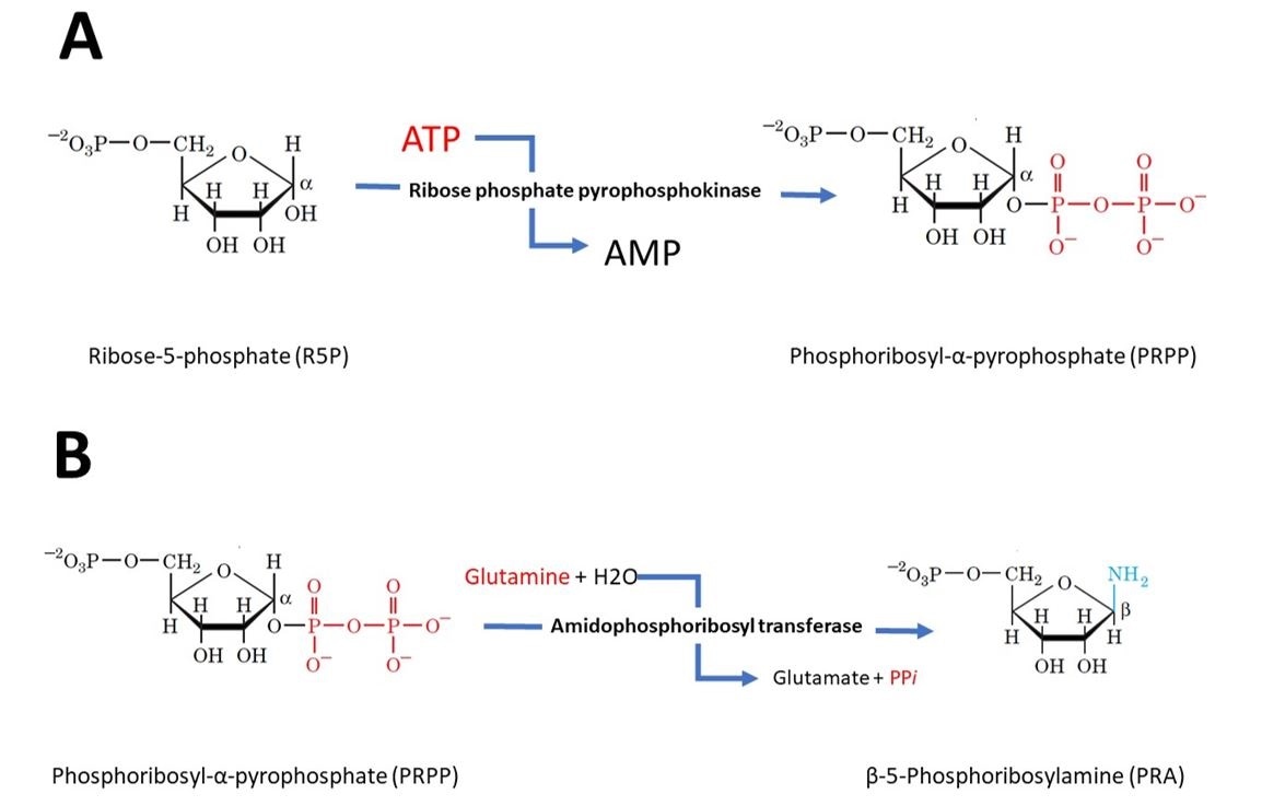 The steps involved in purine synthesis to yields Inosine Monophosphate The steps involved in purine synthesis to yields Inosine Monophosphate