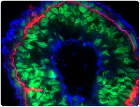 CytoPainter F-actin Staining Kit - Blue Fluorescence (ab112124).  F-actin was stained with CytoPainter blue in mouse embryonic stem cell-differentiated embryoid bodies using ICC/IF. Image courtesy of Dr. Shaohua Li, UMDNJ-Robert Wood Johnson Medical School.