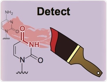 Enzymes, rather than harsh chemical reactions, can be used to reveal the epigenetic code in DNA.