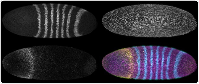 A developing Drosophila melanogaster embryo with three different fluorescence reporters. Maximum intensity projections. - Micha Weber