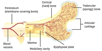 Bone cross-section by Pbroks13 [CC BY 3.0], via Wikimedia Commons