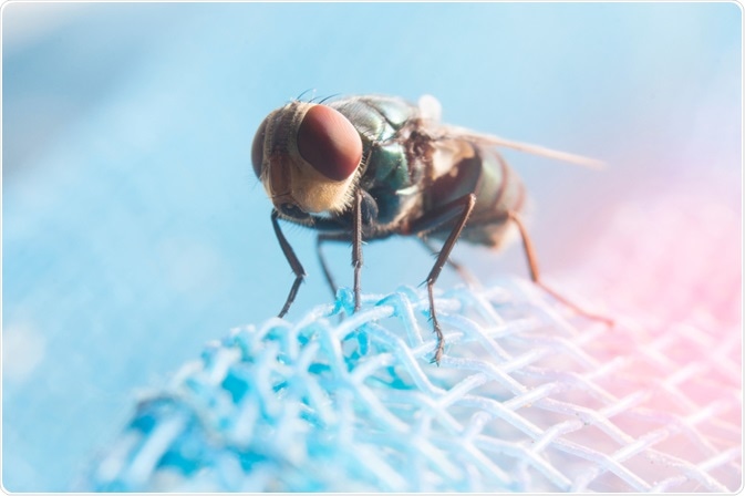 Picture of a tsetse fly, the carrier of Trypanosomiasis, or african sleeping sickness - taken by By Krumao Picture of a tsetse fly, the carrier of Trypanosomiasis, or african sleeping sickness - taken by By Krumao