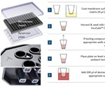 IncuCyte® Chemotaxis System for Directional Migration Assays