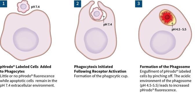 Cell proliferation assays
