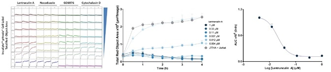 Cell proliferation assays