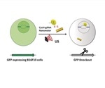 Scientists develop ultrasound-propelled nanomotors for active delivery of Cas9-sgRNA complex
