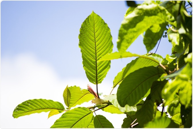 Mitragyna speciosa,mitragyna speciosa korth (kratom) a drug from plant to a category 5 in Thailand. Image Credit: sarintra chimphoolsuk / Shutterstock