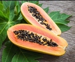 Papaya Leaf Extract and Platelet Count