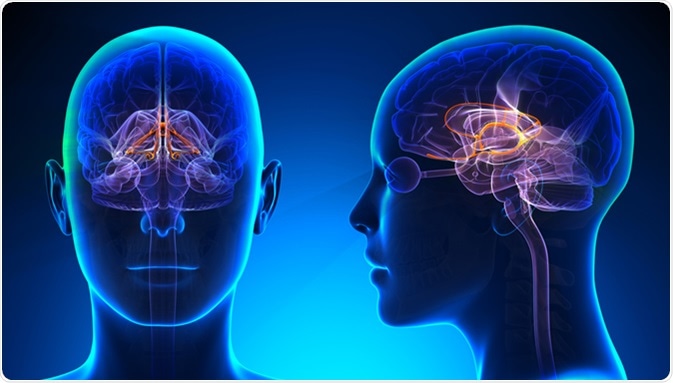 Female Limbic System Brain Anatomy - Image Credit: decade3d - anatomy online / Shutterstock.com