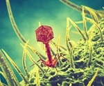 What are Bacteriophages?